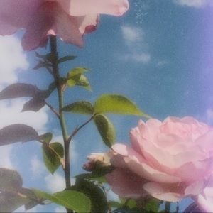 Meet your Posher, Juliana